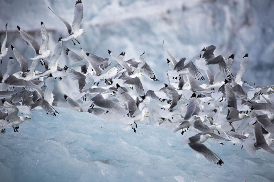 世界上飞行最远的鸟，连北极熊都怕，新世界纪录诞生，绕地球两圈