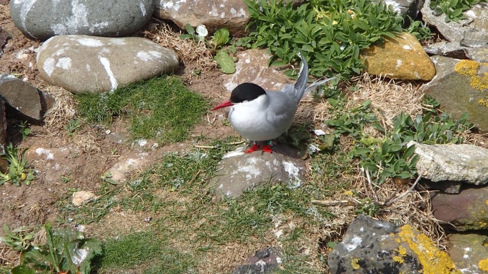 世界上飞行最远的鸟，连北极熊都怕，新世界纪录诞生，绕地球两圈