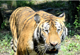 人和动物的区别,人和动物的区别是什么图4