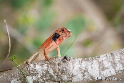 ​海南第一“神兽”雷公马