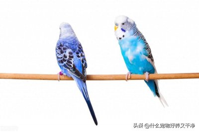 ​玄凤鹦鹉不建议饲养？玄凤鹦鹉很好！如果不养玄凤鹦鹉，养什么？