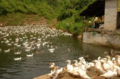 ​生态养鸭中不同品种的鸭子，所需的养殖及繁育方式有什么不同
