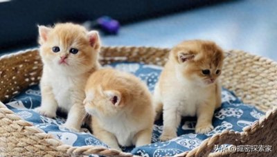 ​仅2米长重215公斤，前古巴领导人养它当宠物，古巴鳄珍贵吗？