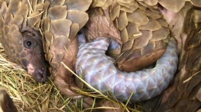 ​广东紫金惊现野生中华穿山甲！意味着什么？为何有人爱吃“指甲”