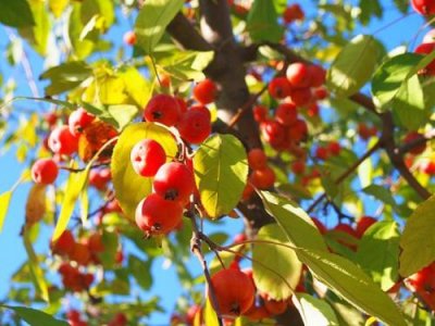 ​海棠果外形似苹果口感独特，掌握几点种植技巧，果实个大、质优