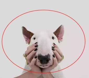 ​当牛头梗遇上一位摄影师主人，狗子悲剧了，网友：被玩坏的孙红雷