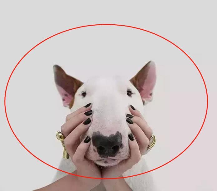 当牛头梗遇上一位摄影师主人,狗子悲剧了,网友:被玩坏的孙红雷