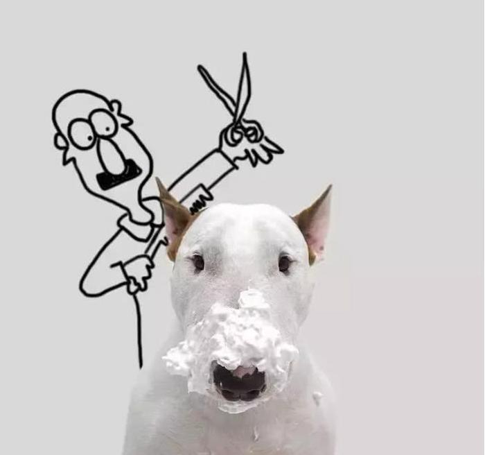 当牛头梗遇上一位摄影师主人,狗子悲剧了,网友:被玩坏的孙红雷