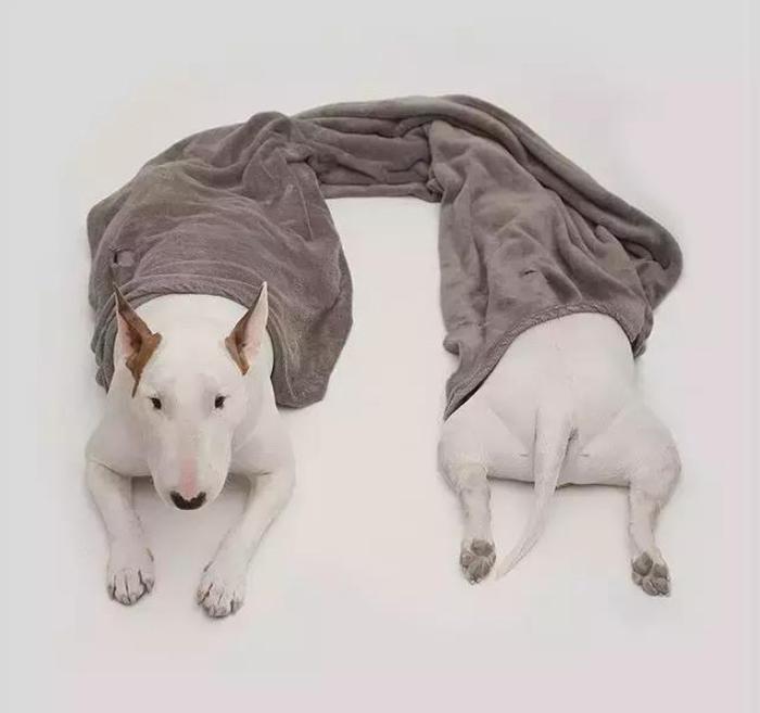 当牛头梗遇上一位摄影师主人,狗子悲剧了,网友:被玩坏的孙红雷