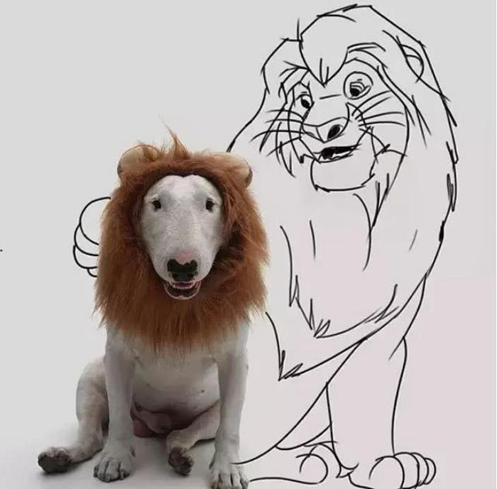 当牛头梗遇上一位摄影师主人,狗子悲剧了,网友:被玩坏的孙红雷