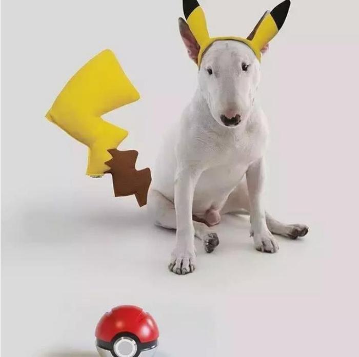 当牛头梗遇上一位摄影师主人,狗子悲剧了,网友:被玩坏的孙红雷