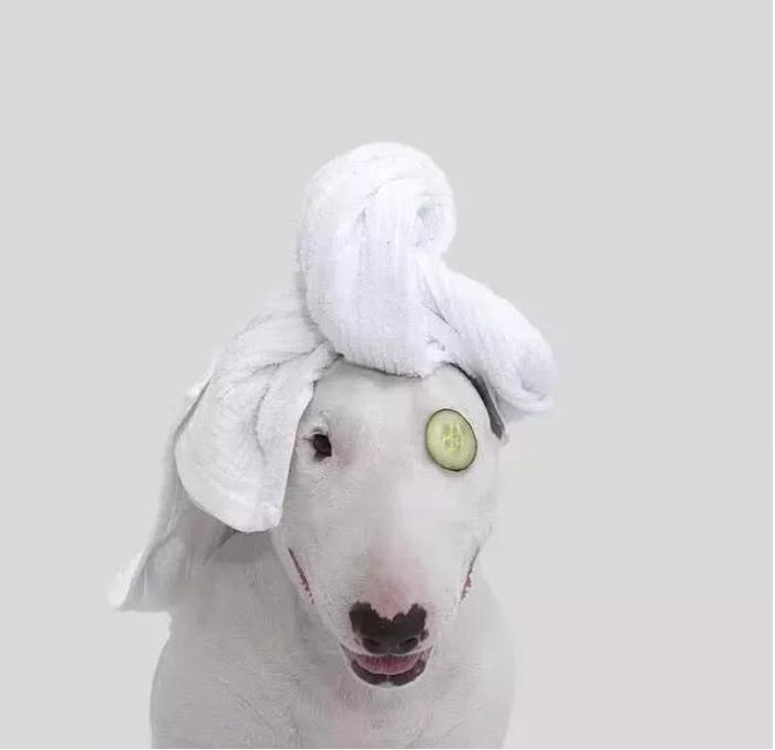 当牛头梗遇上一位摄影师主人,狗子悲剧了,网友:被玩坏的孙红雷