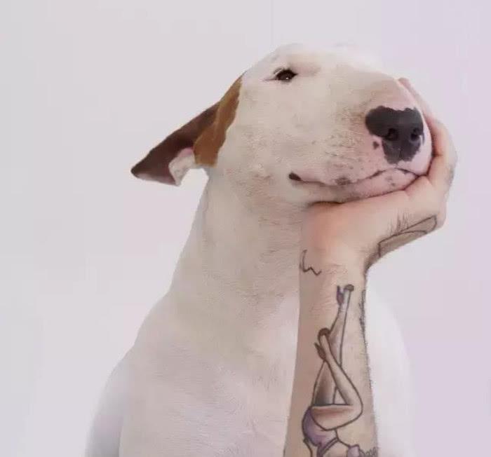 当牛头梗遇上一位摄影师主人,狗子悲剧了,网友:被玩坏的孙红雷