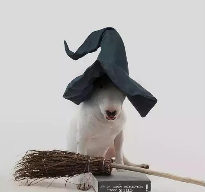 当牛头梗遇上一位摄影师主人,狗子悲剧了,网友:被玩坏的孙红雷