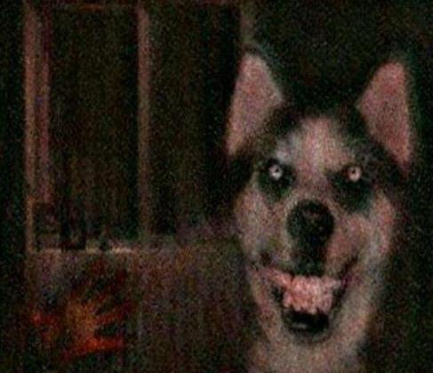 smile dog吓死多少人 微笑狗恐怖图片大全