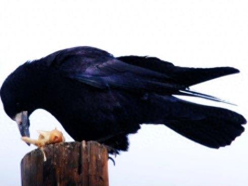野鸟图集：秃鼻乌鸦图片