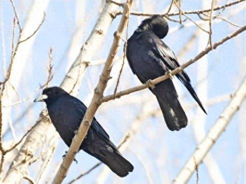野鸟图集：秃鼻乌鸦图片