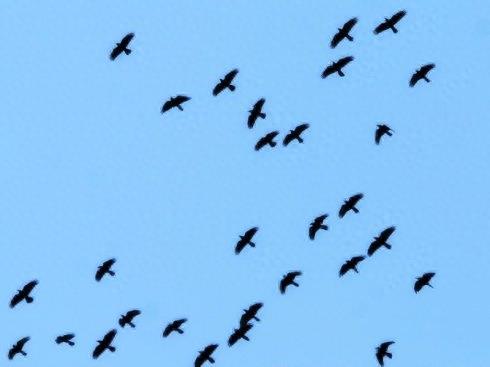 野鸟图集：秃鼻乌鸦图片