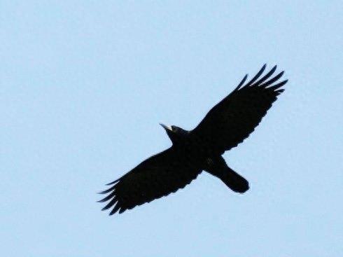 野鸟图集：秃鼻乌鸦图片