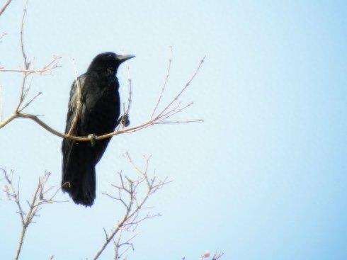 野鸟图集：秃鼻乌鸦图片