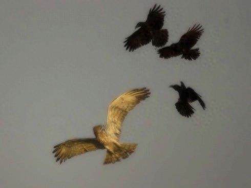 野鸟图集：秃鼻乌鸦图片