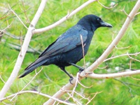 野鸟图集：秃鼻乌鸦图片