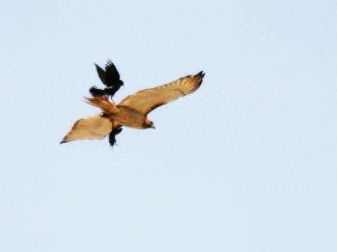 野鸟图集：秃鼻乌鸦图片