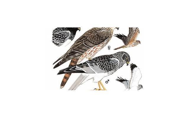 依赖型人格障碍的症状（依赖型人格障碍的治疗）