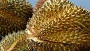 榴莲没熟怎么办,榴莲买回来打开后发现没有熟怎么办图2