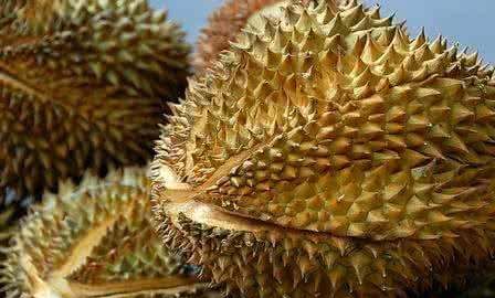 榴莲没熟怎么办,榴莲买回来打开后发现没有熟怎么办图9