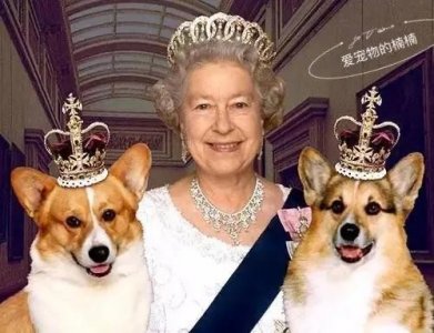 ​宠物情缘，作宠文化之小短腿柯基