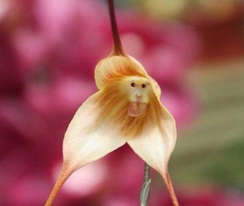 ​「科普小知识」植物界混不下去的花：猴面小龙兰