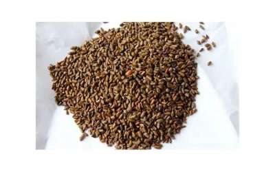 ​沙苑子的功效与作用是什么 沙苑子的三大功效